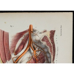 Gravure de 1866 - Angiologie & Artères du bassin - 3