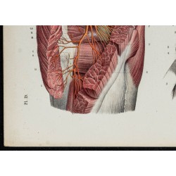 Gravure de 1866 - Angiologie & Artères du bassin - 4