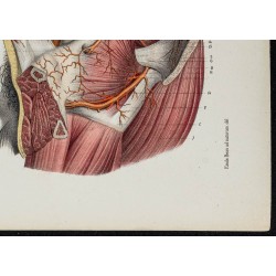 Gravure de 1866 - Angiologie & Artères du bassin - 5