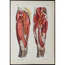 Gravure de 1866 - Angiologie & Artères de la cuisse - 1
