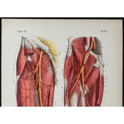Gravure de 1866 - Angiologie & Artères de la cuisse - 2