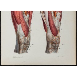Gravure de 1866 - Angiologie & Artères de la cuisse - 3