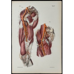 Gravure de 1866 - Artères du bassin et de la cuisse - 1