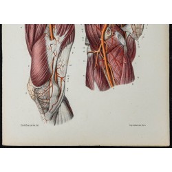 Gravure de 1866 - Artères du bassin et de la cuisse - 3