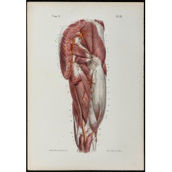 Gravure de 1866 - Artères du bassin et de la cuisse - 1