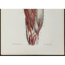 Gravure de 1866 - Artères du bassin et de la cuisse - 3