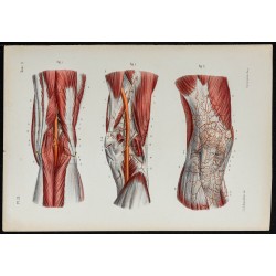Gravure de 1866 - Angiologie & Artères du genou - 1