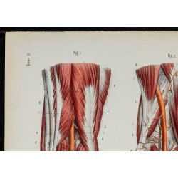 Gravure de 1866 - Angiologie & Artères du genou - 2
