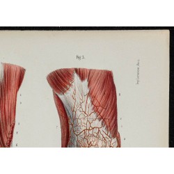 Gravure de 1866 - Angiologie & Artères du genou - 3