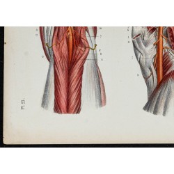 Gravure de 1866 - Angiologie & Artères du genou - 4