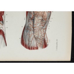 Gravure de 1866 - Angiologie & Artères du genou - 5