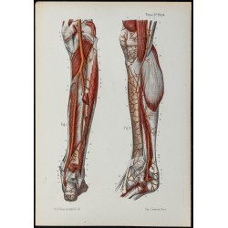 Gravure de 1866 - Angiologie & Artères de la jambe - 1