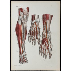 Gravure de 1866 - Artères de la jambe et du pied - 1