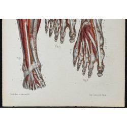 Gravure de 1866 - Artères de la jambe et du pied - 3