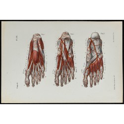 Gravure de 1866 - Angiologie & Artères du pied - 1