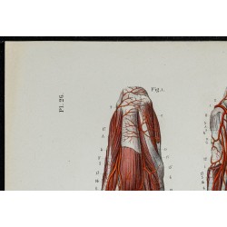 Gravure de 1866 - Angiologie & Artères du pied - 2
