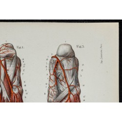 Gravure de 1866 - Angiologie & Artères du pied - 3
