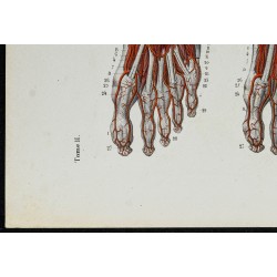 Gravure de 1866 - Angiologie & Artères du pied - 4