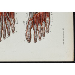 Gravure de 1866 - Angiologie & Artères du pied - 5