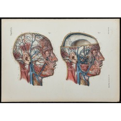 Gravure de 1866 - Angiologie - Veines de la tête - 1