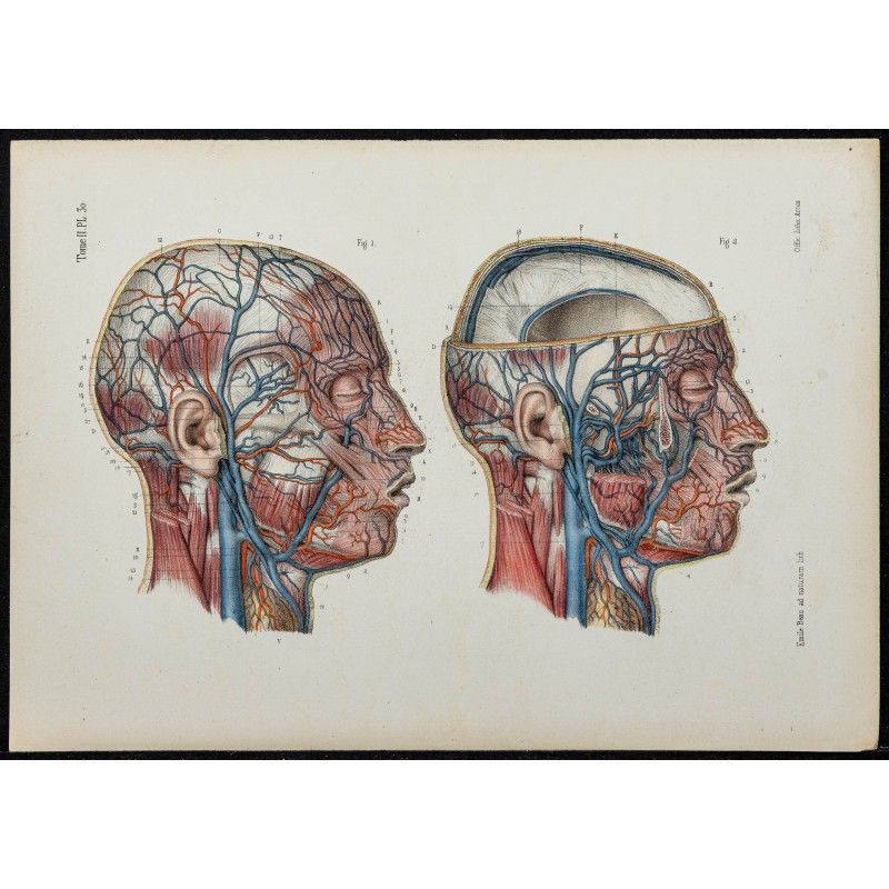 Gravure de 1866 - Angiologie - Veines de la tête - 1