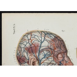 Gravure de 1866 - Angiologie - Veines de la tête - 2