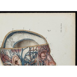 Gravure de 1866 - Angiologie - Veines de la tête - 3