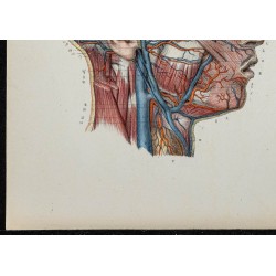 Gravure de 1866 - Angiologie - Veines de la tête - 4