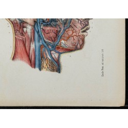 Gravure de 1866 - Angiologie - Veines de la tête - 5
