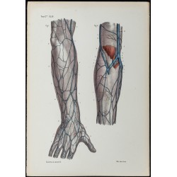 Gravure de 1866 - Veines de la main et de l'avant-bras - 1