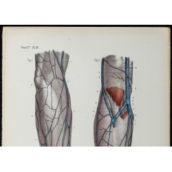 Gravure de 1866 - Veines de la main et de l'avant-bras - 2