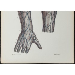 Gravure de 1866 - Veines de la main et de l'avant-bras - 3