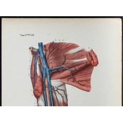 Gravure de 1866 - Angiologie - Veines du bras - 2