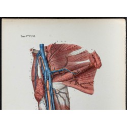 Gravure de 1866 - Angiologie - Veines du bras - 2