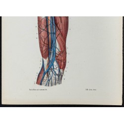 Gravure de 1866 - Angiologie - Veines du bras - 3