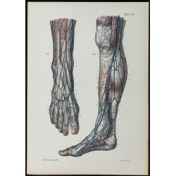 Gravure de 1866 - Veines du pied et de la jambe - 1