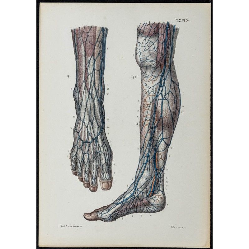 Gravure de 1866 - Veines du pied et de la jambe - 1