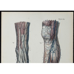 Gravure de 1866 - Veines du pied et de la jambe - 2