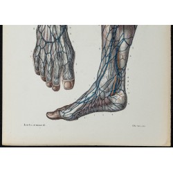 Gravure de 1866 - Veines du pied et de la jambe - 3
