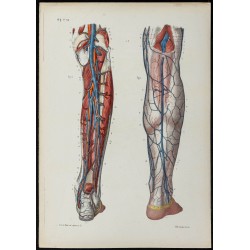 Gravure de 1866 - Angiologie - Veines de la jambe - 1