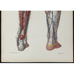 Gravure de 1866 - Angiologie - Veines de la jambe - 3