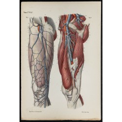 Gravure de 1866 - Angiologie - Veines de la cuisse - 1