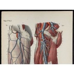Gravure de 1866 - Angiologie - Veines de la cuisse - 2