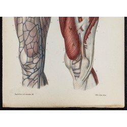 Gravure de 1866 - Angiologie - Veines de la cuisse - 3