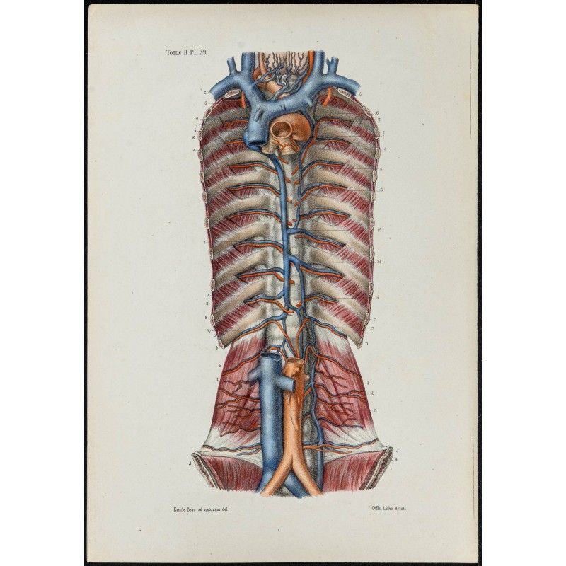 Gravure de 1866 - Angiologie - Veines azygos - 1