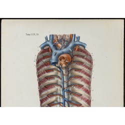 Gravure de 1866 - Angiologie - Veines azygos - 2