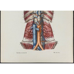 Gravure de 1866 - Angiologie - Veines azygos - 3