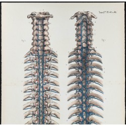 Gravure de 1866 - Veines intra-rachidiennes - 2