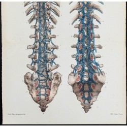 Gravure de 1866 - Veines intra-rachidiennes - 3