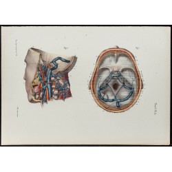 Gravure de 1866 - Veines de la tête - 1